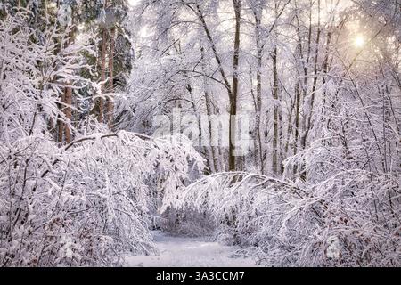 DE - BAYERN: Winterlicher Waldweg durch den Pfannenholzwald bei Bad Toelz, Oberbayern (Fotografie von Edmund Nagele FRPS) Stockfoto