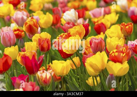 Bunt blühende Tulpen (Tulpia) auf einem Feld für selbstschneidende Blumen in Katzenberg, Nossen, Sachsen, Deutschland, Europa Stockfoto