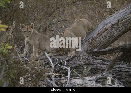 Löwenjungen (Panthera leo juvenil) klettern auf Baumstamm, Hyena Pan privates Wildreservat, Khwai River Gebiet, Okavango Delta, Maun, Botswana, Afrika Stockfoto