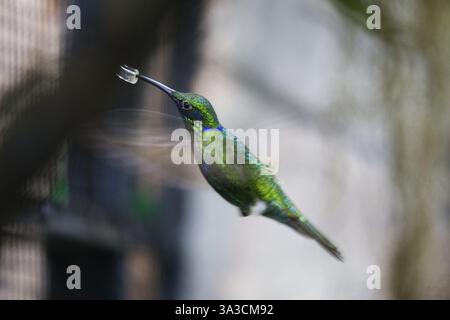 Funkelndes Violetear (Colibri coruscans), Kolibris im Flug, Fütterung an einem künstlichen Futtermittel, heimisch in Südamerika, Gefangenschaft, Deutschland, EU Stockfoto