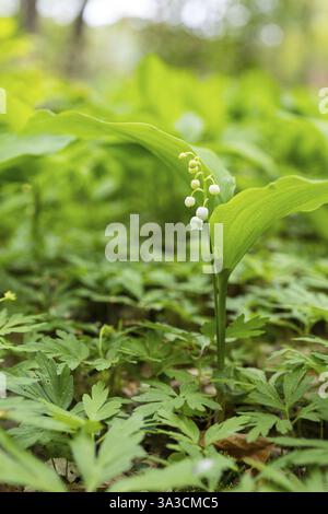 Blühende Maiglöckchen (Convallaria majalis) im Wald bei Moritzburg, Sachsen, Deutschland, Europa Stockfoto