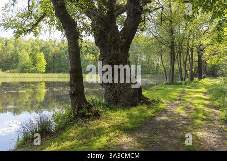 Alte Eiche (quercus) und Pfad bei Funkenteich bei Weinboehla, Sachsen, Deutschland, Europa Stockfoto