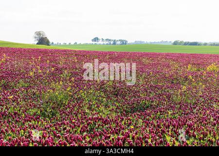Dunkelrote Blüten des inkarnierten Klees (Trifolium incarnatum) auf einem Feld, Sachsen, Deutschland, Europa Stockfoto