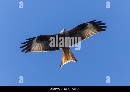 Ein großer Vogel schwebt am Himmel mit weit ausgebreiteten Flügeln, Roter Drache, (Milvus milvus) Wildtiere, Deutschland, Europa Stockfoto