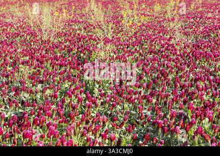Dunkelrote Blüten des inkarnierten Klees (Trifolium incarnatum) auf einem Feld, Sachsen, Deutschland, Europa Stockfoto