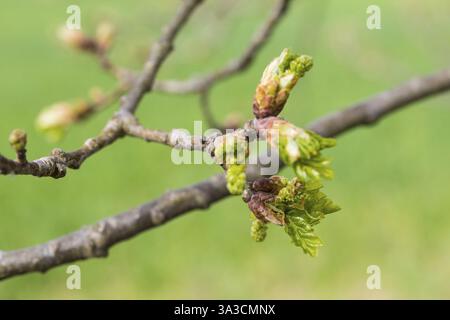Die Knospen der Eiche (quercus) öffnen sich und Blätter und Blüten entfalten sich im Frühjahr, Sachsen, Deutschland, Europa Stockfoto