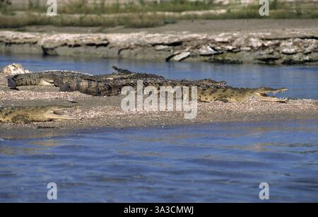 Gruppe mehrerer Exemplare des Spitzkrokodils (Crocodylus acutus) aus der Familie der echten Krokodile beim Sonnenbaden auf einer Sandbank im Enriquillo-Salz Stockfoto