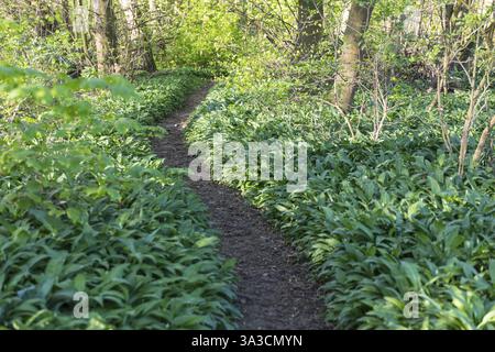Weg zwischen wildem Knoblauch (Allium ursinum), im Imnitz Park, Zwenkau, Sachsen, Deutschland, Europa Stockfoto