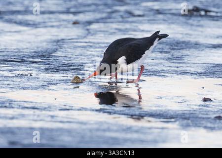 Eurasischer Austernfänger (Haematopus ostralegus), erwachsener Vogel, der versucht, eine Welpenschale offen zu schnappen, Northumberland Coast, England, Vereinigtes Königreich, Europa Stockfoto