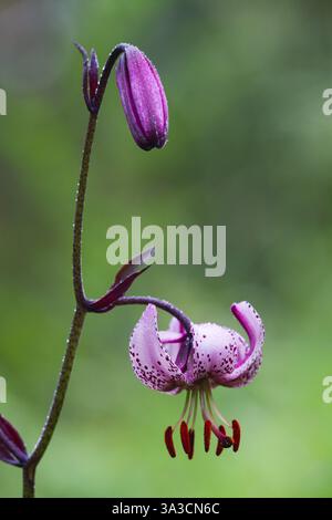 Martagon oder Turk's Cap Lily (Lilium martagon), Nahaufnahme einer offenen Blüte und einer geschlossenen Knospe, bedeckt mit Regentropfen, Hessen, Deutschland, Europa Stockfoto