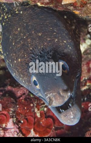 Nahaufnahme des Kopfes des Muränen (Muraena helena) mediterraner Muränen Europäischer Muränen, der direkt auf den Beobachter blickt, Mittelmeer Stockfoto