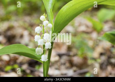 Blühende Maiglöckchen (Convallaria majalis) im Wald bei Moritzburg, Sachsen, Deutschland, Europa Stockfoto