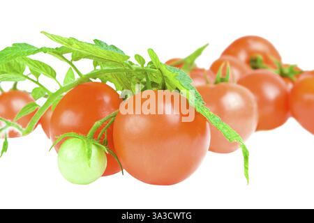 Nahaufnahme isoliert auf weißer Tomate mit Tomatenblatt Stockfoto