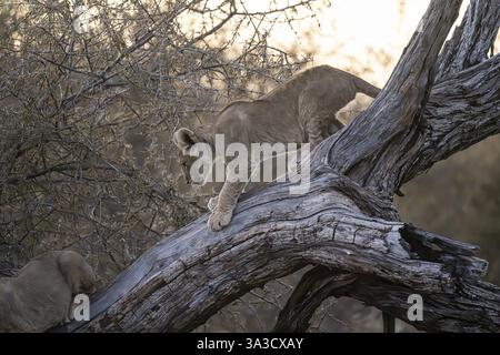 Löwenjungen (Panthera leo juvenil) klettern auf Baumstamm, Hyena Pan privates Wildreservat, Khwai River Gebiet, Okavango Delta, Maun, Botswana, Afrika Stockfoto