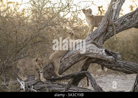 Löwenjungen (Panthera leo juvenil) klettern auf einem trockenen Baumstamm, Hyena Pan privates Wildreservat, Khwai River Gebiet, Okavango Delta, Maun, Botswana, Afrika Stockfoto