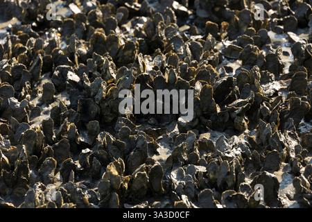 Detaillierte Ansicht einer großen Gruppe von Austern, die sich bei Ebbe an der Schlammoberfläche in einem brackigen Salzwassersumpfökosystem in South Carolina festklammern. Stockfoto