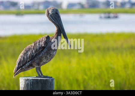 An einem warmen Sommermorgen steht ein Pelikanvogel auf einem hölzernen Pier-Pfosten im Salzmarschland von Murrells Inlet, SC. Stockfoto