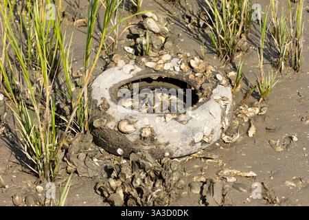 Eine Gruppe von Austern, die sich an der Oberfläche eines alten, weggeworfenen Autoreifens zwischen Cordgras-Pflanzen und Schlamm in einer Salzwassersumpfmündung festhält. Stockfoto
