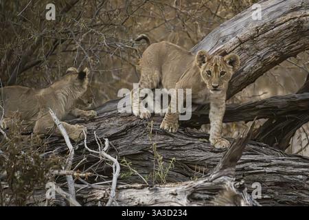 Löwenjungen (Panthera leo juvenil) klettern auf Baumstamm, Hyena Pan privates Wildreservat, Khwai River Gebiet, Okavango Delta, Maun, Botswana, Afrika Stockfoto