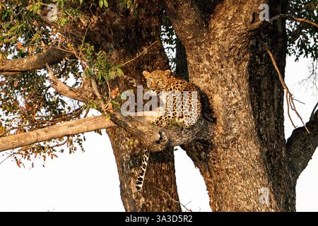 Leopard (Panthera pardus), der im Baum in Botswana, Afrika, ruht Stockfoto