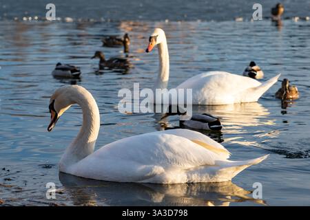 Zwei elegante Schwäne gleiten friedlich über die Wasseroberfläche, während eine Gruppe von Enten in der Nähe schwimmen. Die untergehende Sonne wirft ein warmes Leuchten auf den ruhigen See Stockfoto