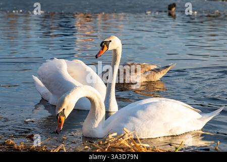 Zwei elegante weiße Schwäne gleiten mühelos über einen ruhigen Teich, während ein junger Schwan in der Nähe unter dem warmen Glanz der untergehenden Sonne schwimmt Stockfoto