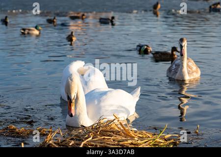 Zwei elegante Schwäne gleiten anmutig über das Wasser, während mehrere Enten in der Nähe schwimmen. Die Szene findet in einem ruhigen Teich im goldenen Licht der Sonnen statt Stockfoto