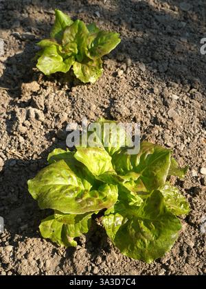 Blick von oben auf Buttersalat (lactuca sativa) Pflanzen, die im Gemüsegarten wachsen Stockfoto