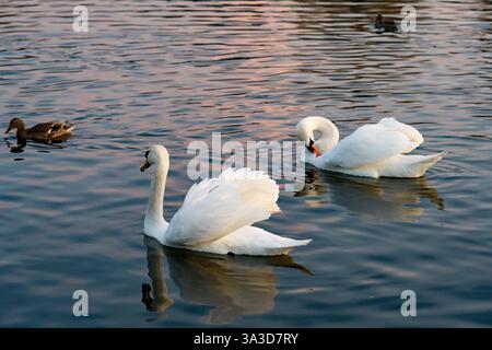 Zwei elegante Schwäne schwimmen mühelos im ruhigen Wasser und reflektieren die warmen Farbtöne der untergehenden Sonne. In der Nähe kann man eine Ente sehen, was zur Ruhe bei beiträgt Stockfoto