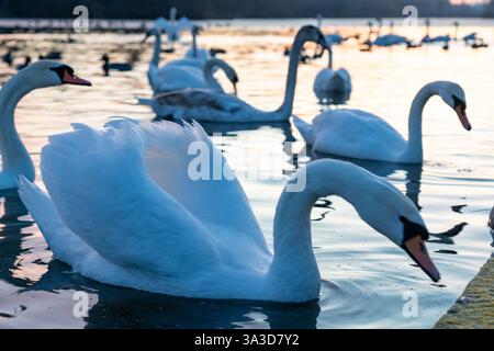 Eine Gruppe Schwäne schwimmt anmutig über einen ruhigen See während Sonnenuntergang. Das sanfte Licht des Abendlichts reflektiert das Wasser und verstärkt die Ruhe Stockfoto