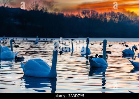 Schwäne gleiten über das ruhige Wasser, während die Sonne untergeht und leuchtende Töne in den Himmel werfen. Verschiedene Vögel füllen den See und schaffen eine ruhige und malerische Umgebung Stockfoto