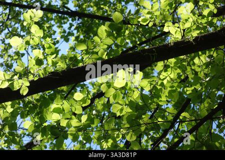 Buchenäste mit neuen grünen Blättern im Frühjahr Stockfoto