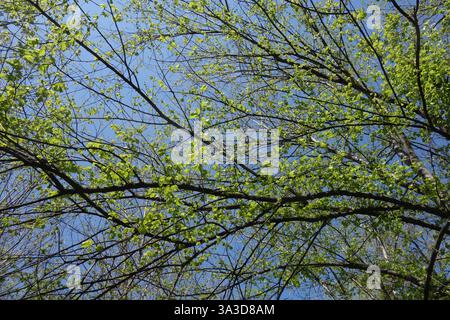 Buchenzweige mit neuen grünen Blättern am blauen Himmel im Frühjahr Stockfoto