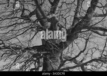 Majestätischer, blattloser Baum mit komplexen Zweigen in Schwarz und weiß – kontrastreiche Naturszene, perfekt für Hintergründe und Drucke. Stockfoto