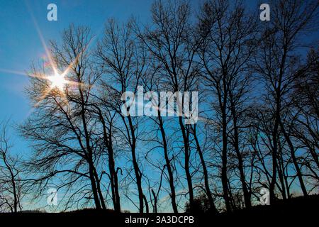 Majestätischer, blattloser Baum mit komplizierten Zweigen, die sich vor einem tiefblauen Himmel bilden – kontrastreiche Naturszene, perfekt für Hintergründe und Drucke. Stockfoto