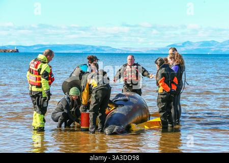 Barassie Beach, Ayrshire, Schottland, Großbritannien. Barassie, Großbritannien. März 2025. Mitglieder der British Divers Marine Life Rescue (BDMLR) hielten am Barassie Beach am Firth of Clyde, Ayrshire, Schottland, Großbritannien, ein Training für Freiwillige und Veterinärstudenten, um mit Delfinen und Walen umzugehen und sie zu retten. Die Sitzung beinhaltete ein praktisches Training mit aufblasbaren Meerestieren in lebensgroßer Größe. Quelle: Findlay/Alamy Live News Stockfoto