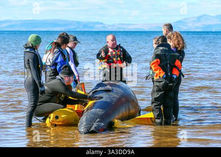 Barassie Beach, Ayrshire, Schottland, Großbritannien. Barassie, Großbritannien. März 2025. Mitglieder der British Divers Marine Life Rescue (BDMLR) hielten am Barassie Beach am Firth of Clyde, Ayrshire, Schottland, Großbritannien, ein Training für Freiwillige und Veterinärstudenten, um mit Delfinen und Walen umzugehen und sie zu retten. Die Sitzung beinhaltete ein praktisches Training mit aufblasbaren Meerestieren in lebensgroßer Größe. Quelle: Findlay/Alamy Live News Stockfoto