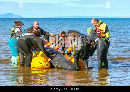 Barassie Beach, Ayrshire, Schottland, Großbritannien. Barassie, Großbritannien. März 2025. Mitglieder der British Divers Marine Life Rescue (BDMLR) hielten am Barassie Beach am Firth of Clyde, Ayrshire, Schottland, Großbritannien, ein Training für Freiwillige und Veterinärstudenten, um mit Delfinen und Walen umzugehen und sie zu retten. Die Sitzung beinhaltete ein praktisches Training mit aufblasbaren Meerestieren in lebensgroßer Größe. Quelle: Findlay/Alamy Live News Stockfoto