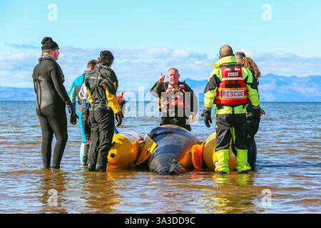 Barassie Beach, Ayrshire, Schottland, Großbritannien. Barassie, Großbritannien. März 2025. Mitglieder der British Divers Marine Life Rescue (BDMLR) hielten am Barassie Beach am Firth of Clyde, Ayrshire, Schottland, Großbritannien, ein Training für Freiwillige und Veterinärstudenten, um mit Delfinen und Walen umzugehen und sie zu retten. Die Sitzung beinhaltete ein praktisches Training mit aufblasbaren Meerestieren in lebensgroßer Größe. Quelle: Findlay/Alamy Live News Stockfoto