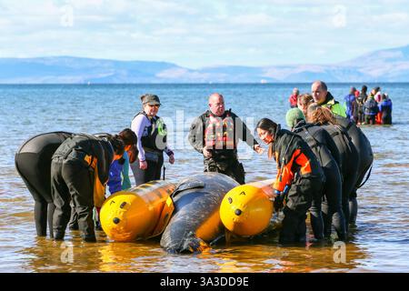 Barassie Beach, Ayrshire, Schottland, Großbritannien. Barassie, Großbritannien. März 2025. Mitglieder der British Divers Marine Life Rescue (BDMLR) hielten am Barassie Beach am Firth of Clyde, Ayrshire, Schottland, Großbritannien, ein Training für Freiwillige und Veterinärstudenten, um mit Delfinen und Walen umzugehen und sie zu retten. Die Sitzung beinhaltete ein praktisches Training mit aufblasbaren Meerestieren in lebensgroßer Größe. Quelle: Findlay/Alamy Live News Stockfoto