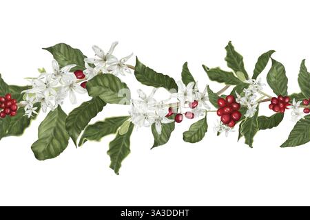 Kaffeebaumzweige und rote Beeren. Digitale Aquarellabbildung. Kaffeebaumblüten und Lilien isoliert auf weißem Hintergrund. Horizontale Segel Stockfoto