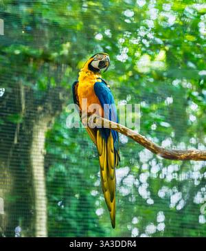 Majestätischer Blau- und Gelbara, die auf der Zweigstelle im Conservation Center ruhen Stockfoto
