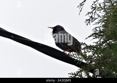 Sturnus vulgaris alias europäischer Star, der auf dem elektrischen Draht sitzt. Gewöhnlicher Vogel in der Tschechischen republik. Stockfoto