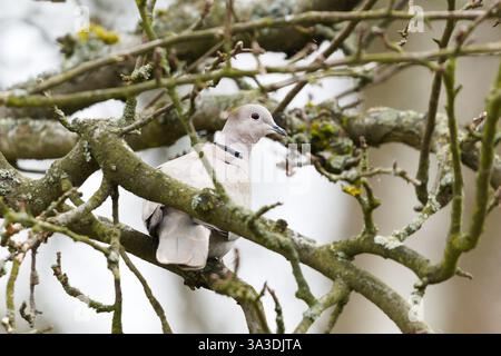 Streptopelia Decocto alias Eurasian Collared Dove thront auf dem Baum. Gewöhnlicher Vogel in der Tschechischen republik. Stockfoto