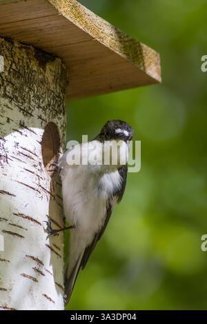 Der Europäische Rattenfänger (Ficedula hypoleuca) Stockfoto
