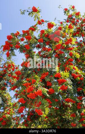 Europäischer Rowan Sorbus aucuparia-Baum mit roten Beeren, Banska Stiavnica, Slowakei Stockfoto