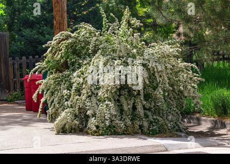 Ein Spiraea-Sträucher, gefüllt mit zarten weißen Blüten, die von seinen Stielen kaskadieren. Weitere gebräuchliche Namen sind Reeve’s Spirea und Bridal Wreath. Stockfoto