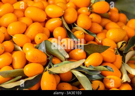 Frische Kumquat-Früchte zum Verkauf an einem Marktstand Stockfoto