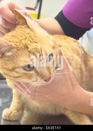 Ein junger Tierarzt untersucht eine orangene Katze - sie überprüft ihre Ohren - die Katze ist ruhig und kooperativ Stockfoto