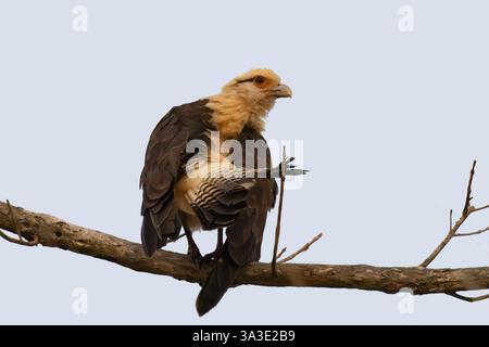 Gelbköpfige Caracara (Milvago chimachima), die an einem Bein preägt, Hato la Aurora, los Llanos, Casanare, Kolumbien Stockfoto